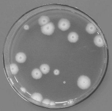 A kind of microbial bacterial agent of Bacillus velei