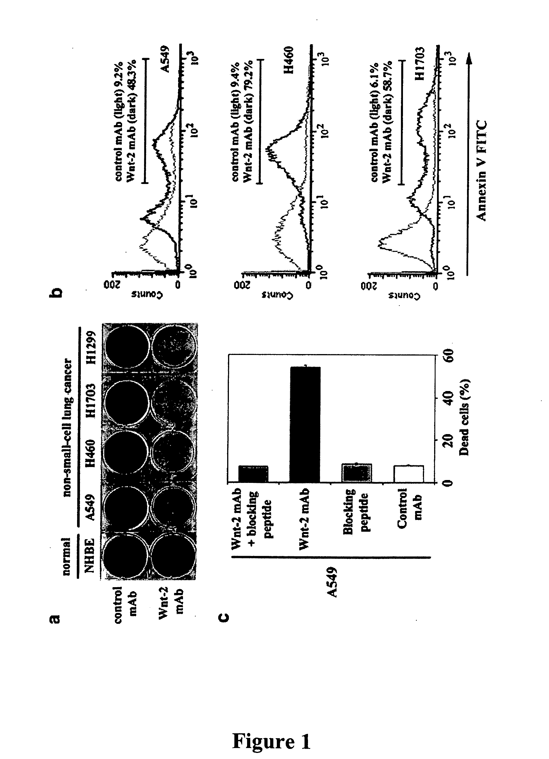 Methods for treating cancer using anti-Wnt2 monoclonal antibodies and siRNA