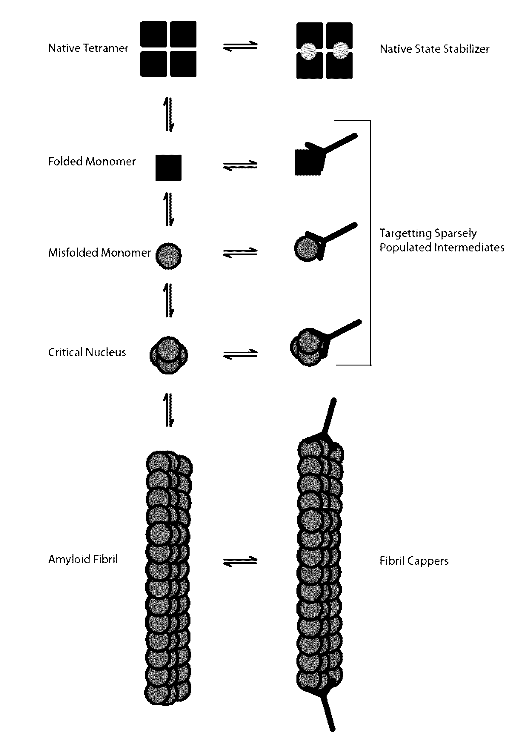 Antibodies to TTR and methods of use