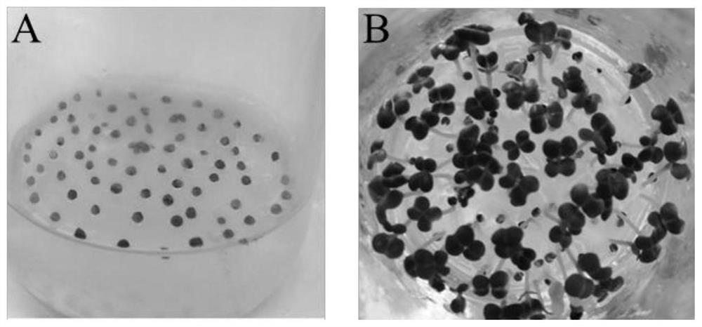 High-frequency Brassica campestris L. ssp. chinensis var. utilis Tsen et Lee in-vitro tissue culture method