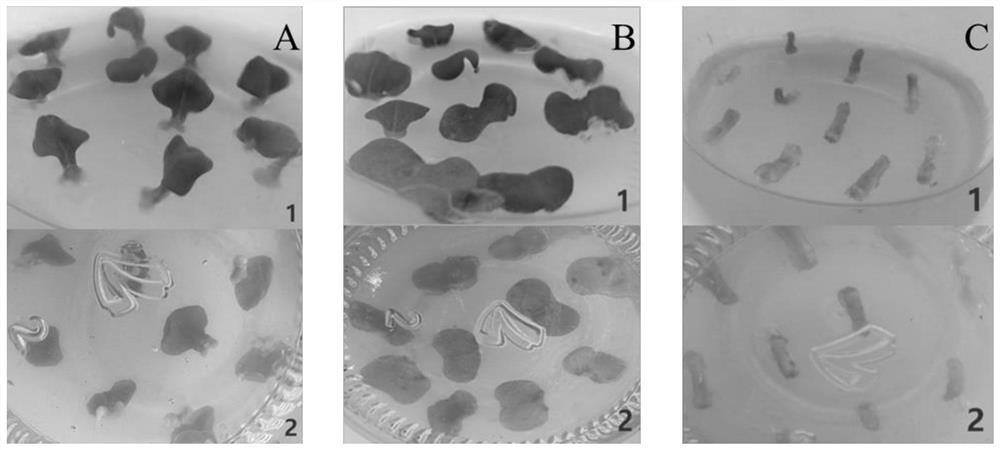 High-frequency Brassica campestris L. ssp. chinensis var. utilis Tsen et Lee in-vitro tissue culture method