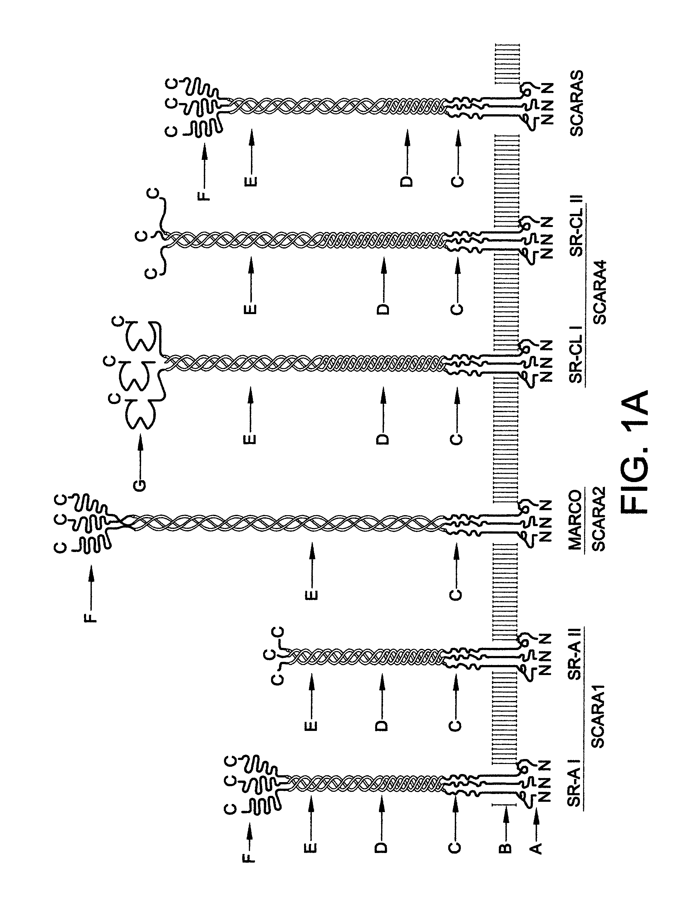 Chimeric proteins for treatment of diseases