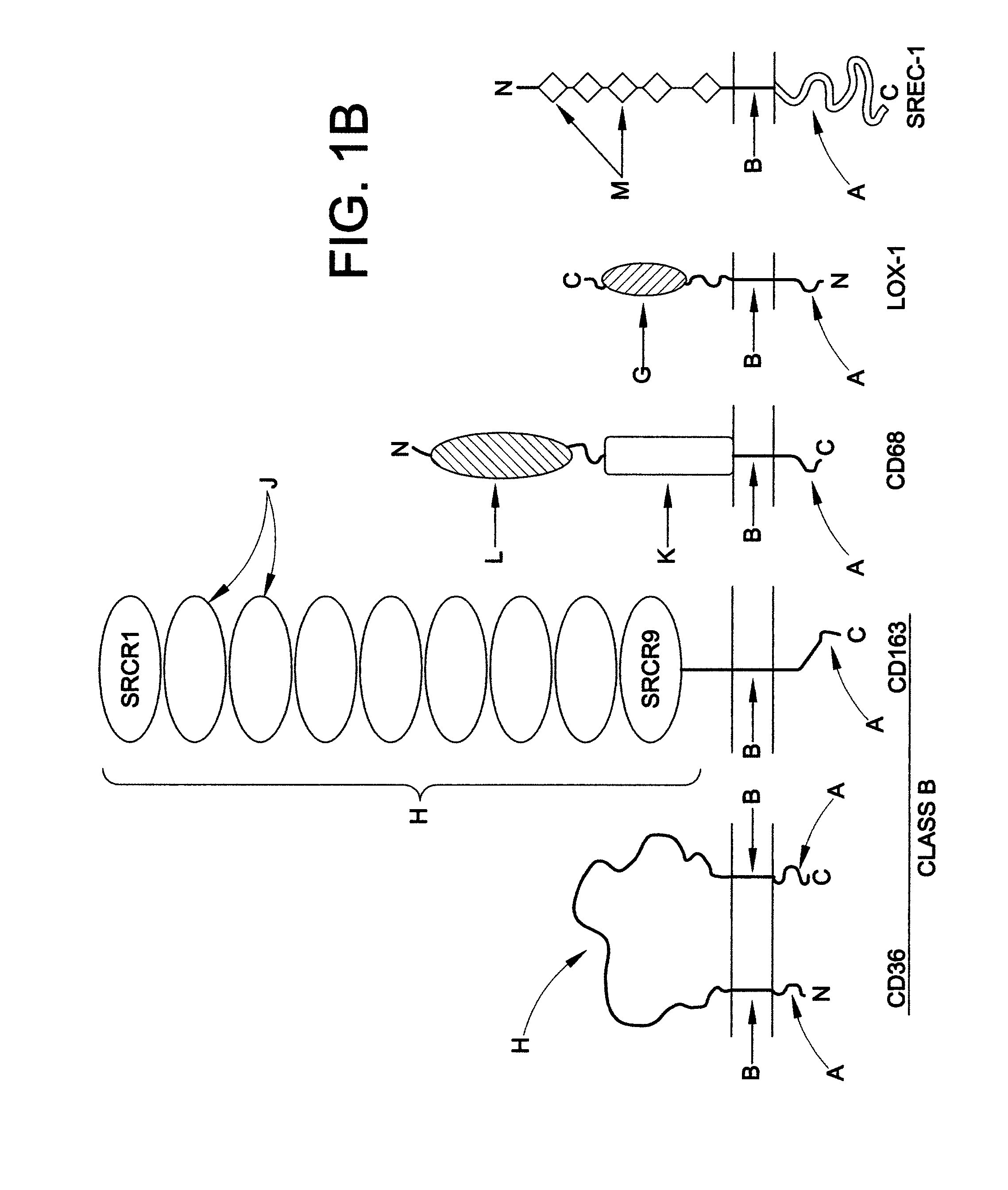 Chimeric proteins for treatment of diseases