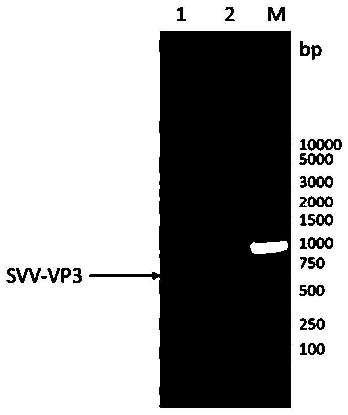 Novel genetic engineering vaccine of porcine Seneca virus as well as preparation method and application of novel genetic engineering vaccine