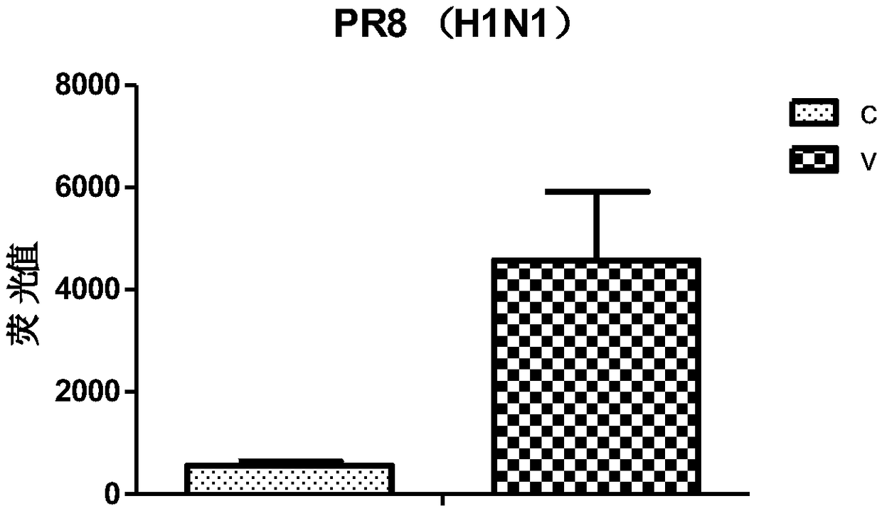 Construction and applications of anti-influenza-virus or anti-inflammatory drug screening model based on in vitro culture of human lung particles