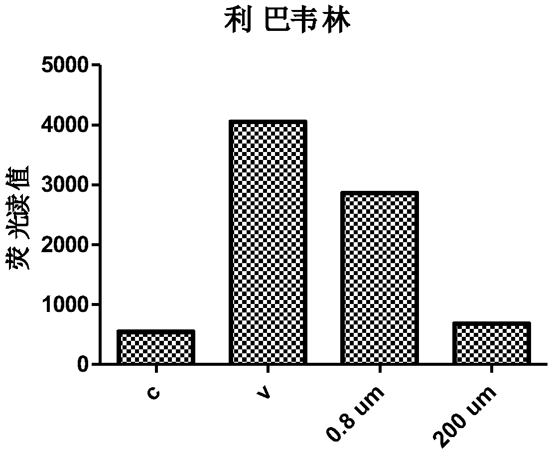 Construction and applications of anti-influenza-virus or anti-inflammatory drug screening model based on in vitro culture of human lung particles