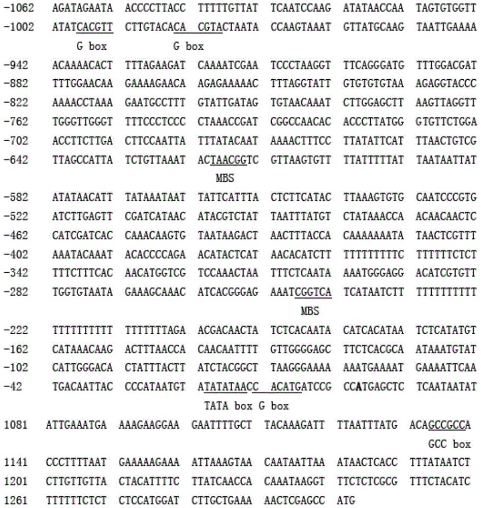 A kind of aatsw2 gene promoter and its application and preparation method