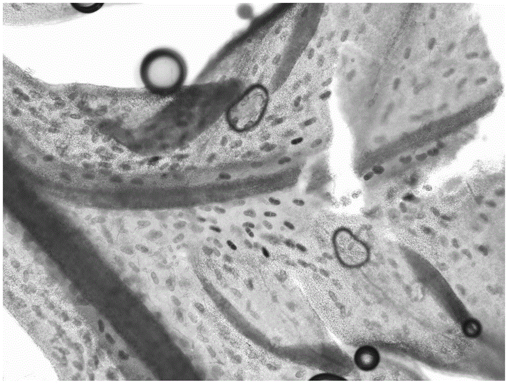 A kind of aatsw2 gene promoter and its application and preparation method