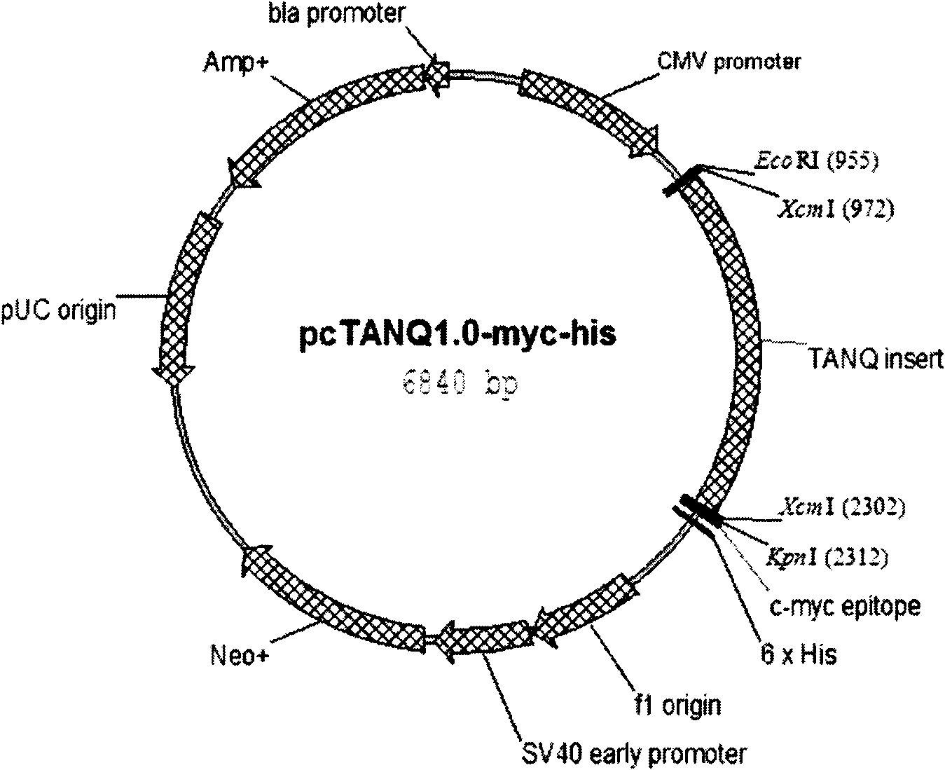 Pre-T carrier used for preparing eukaryon expression constructing body and preparation method and application thereof