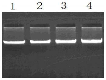 A method for detecting single nucleotide polymorphism of sheep kitlg gene and its application