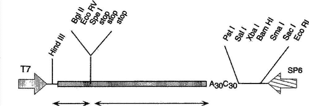 Genetic engineering application of nitrate transport protein genom OsNRT2.3 in Rice