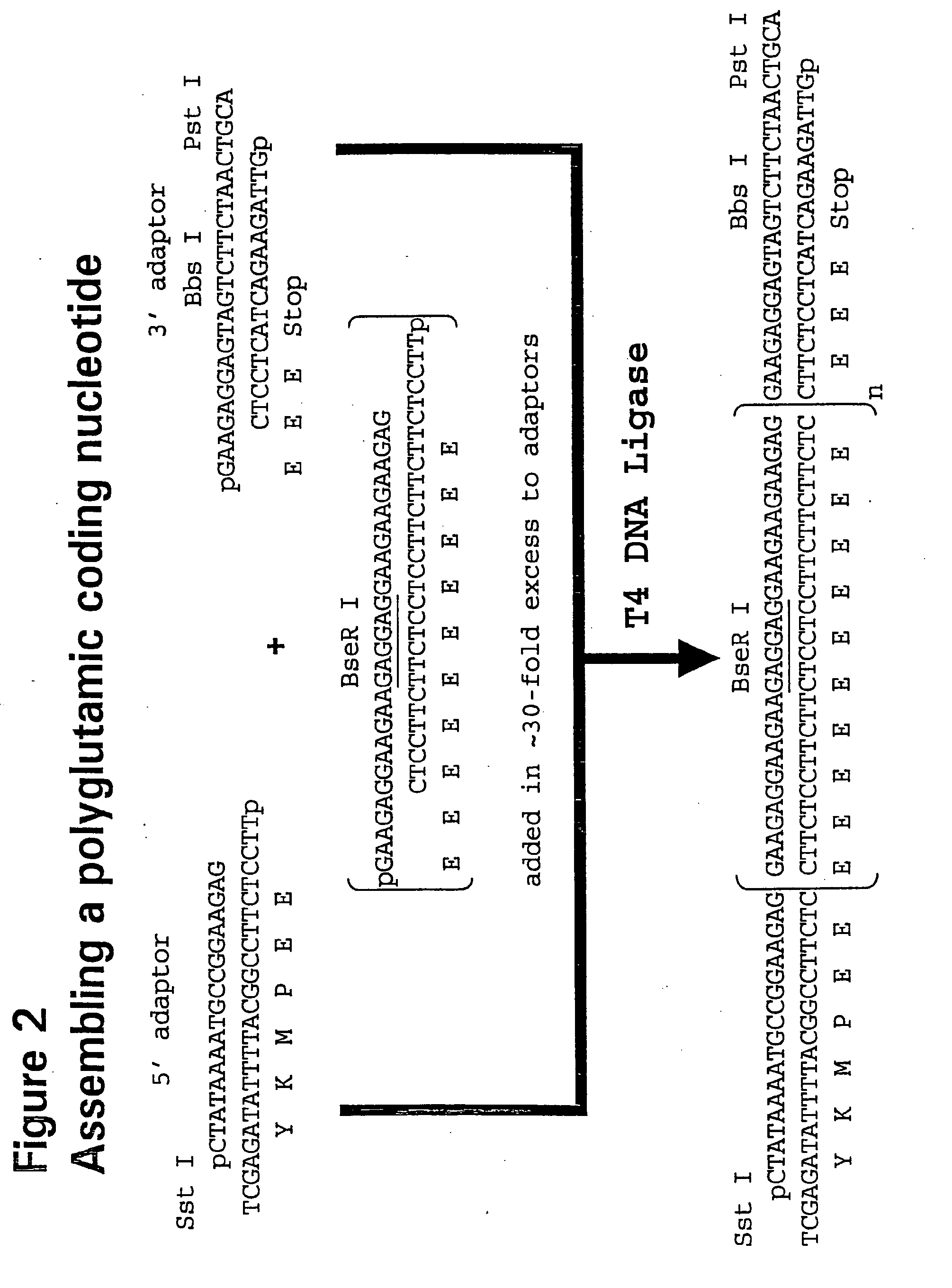 Recombinant Production of Polyanionic Polymers, and Uses Thereof