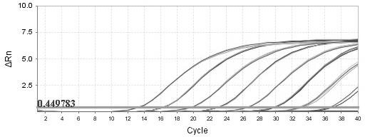 Real-time fluorescence quantitative PCR method for detecting sugarcane ratoon stunning disease