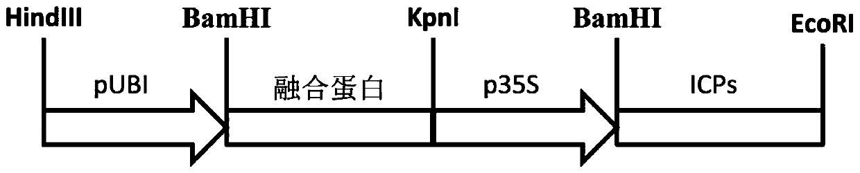 A kind of anti-insect fusion gene, encoded protein and application thereof