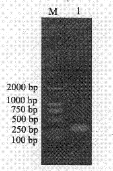 Portunus trituberculatus anti-lipopolysaccharide factor PtALF-1 gene, protein encoded by gene and application of protein