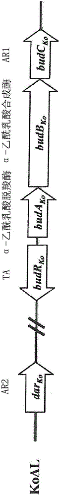 Recombinant microorganism having increased d(-) 2,3-butanediol productivity, and method for producing d(-) 2,3-butanediol by using same