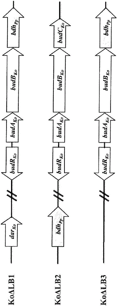 Recombinant microorganism having increased d(-) 2,3-butanediol productivity, and method for producing d(-) 2,3-butanediol by using same