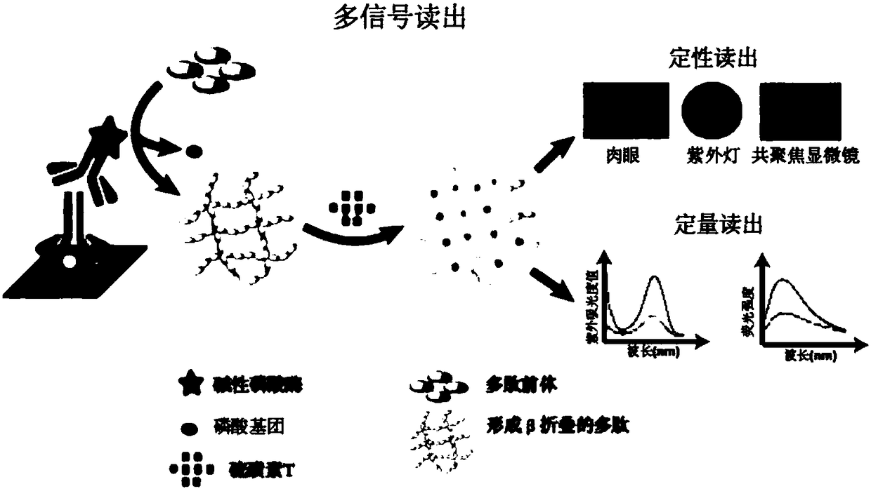 Immunoassay method based on thioflavin T