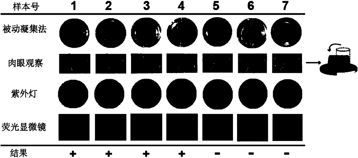 Immunoassay method based on thioflavin T