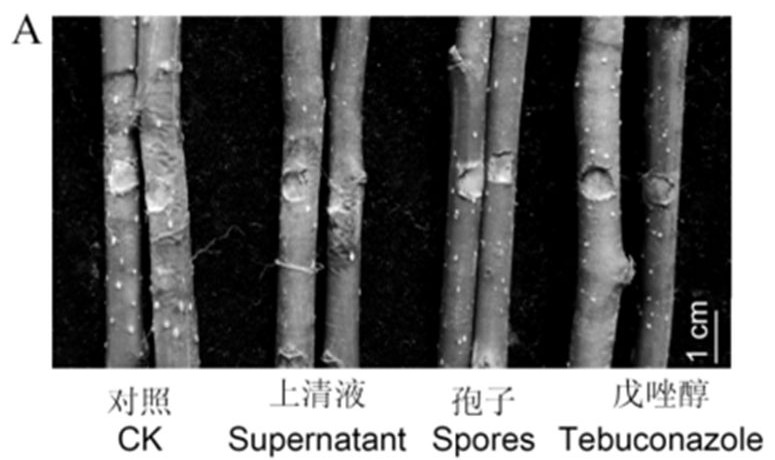 Method for preventing and treating rot disease by using endophyte