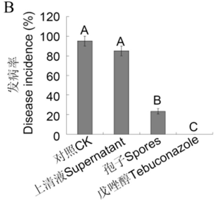 Method for preventing and treating rot disease by using endophyte