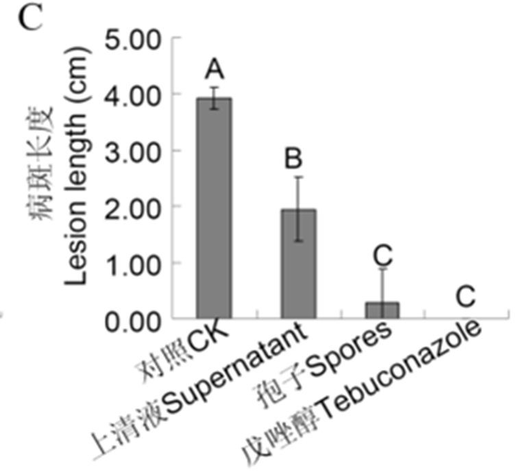 Method for preventing and treating rot disease by using endophyte