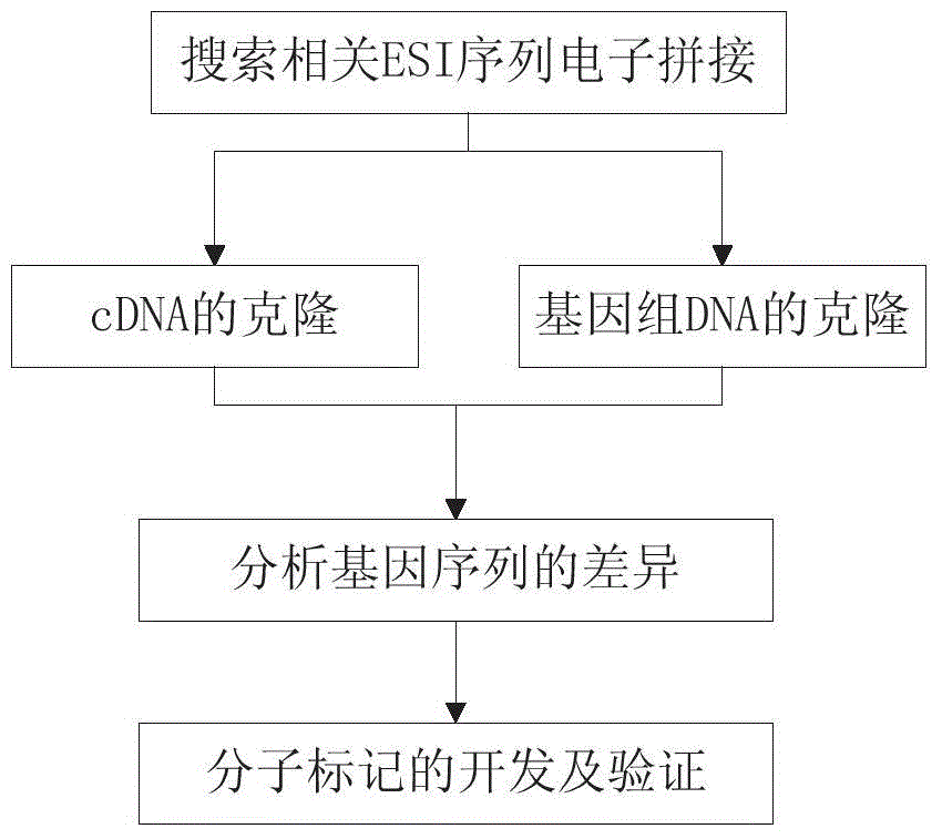 Gene related to chlorophyll content of leaf and grain weight of wheat as well as Indel marker and application thereof