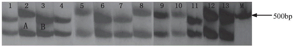 Gene related to chlorophyll content of leaf and grain weight of wheat as well as Indel marker and application thereof