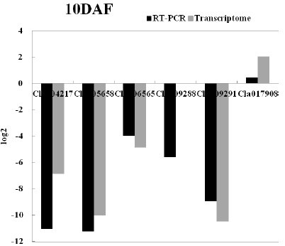 Watermelon grain size gene and its SNP molecular marker and application