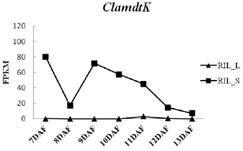 Watermelon grain size gene and its SNP molecular marker and application