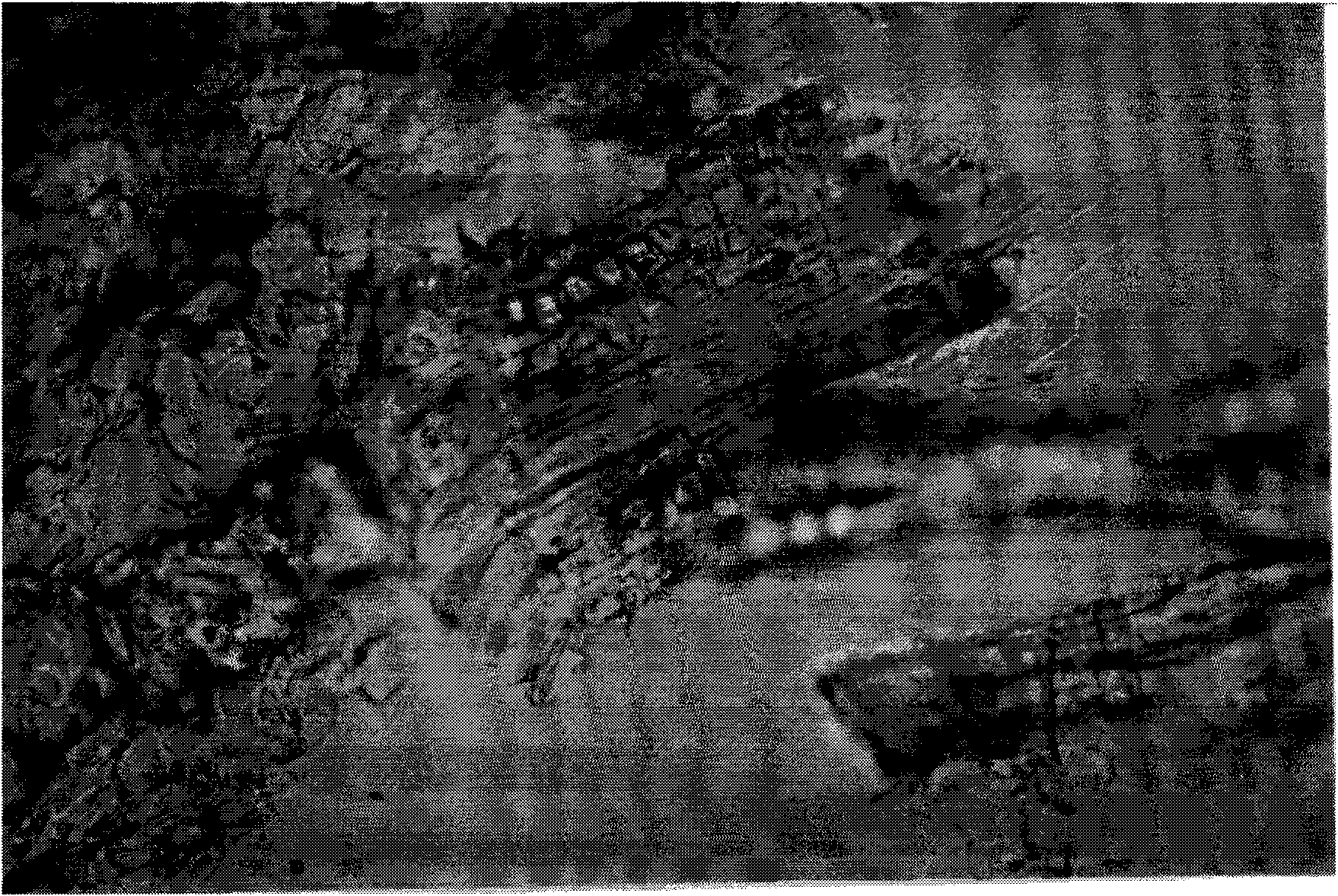 Method for detecting quality of wild jujube barks