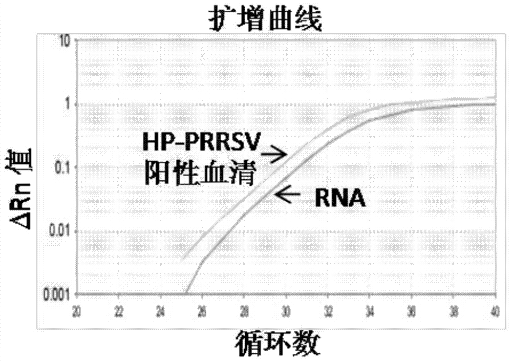 Detection primers, probe and detection method of highly pathogenic porcine reproductive and respiratory syndrome virus