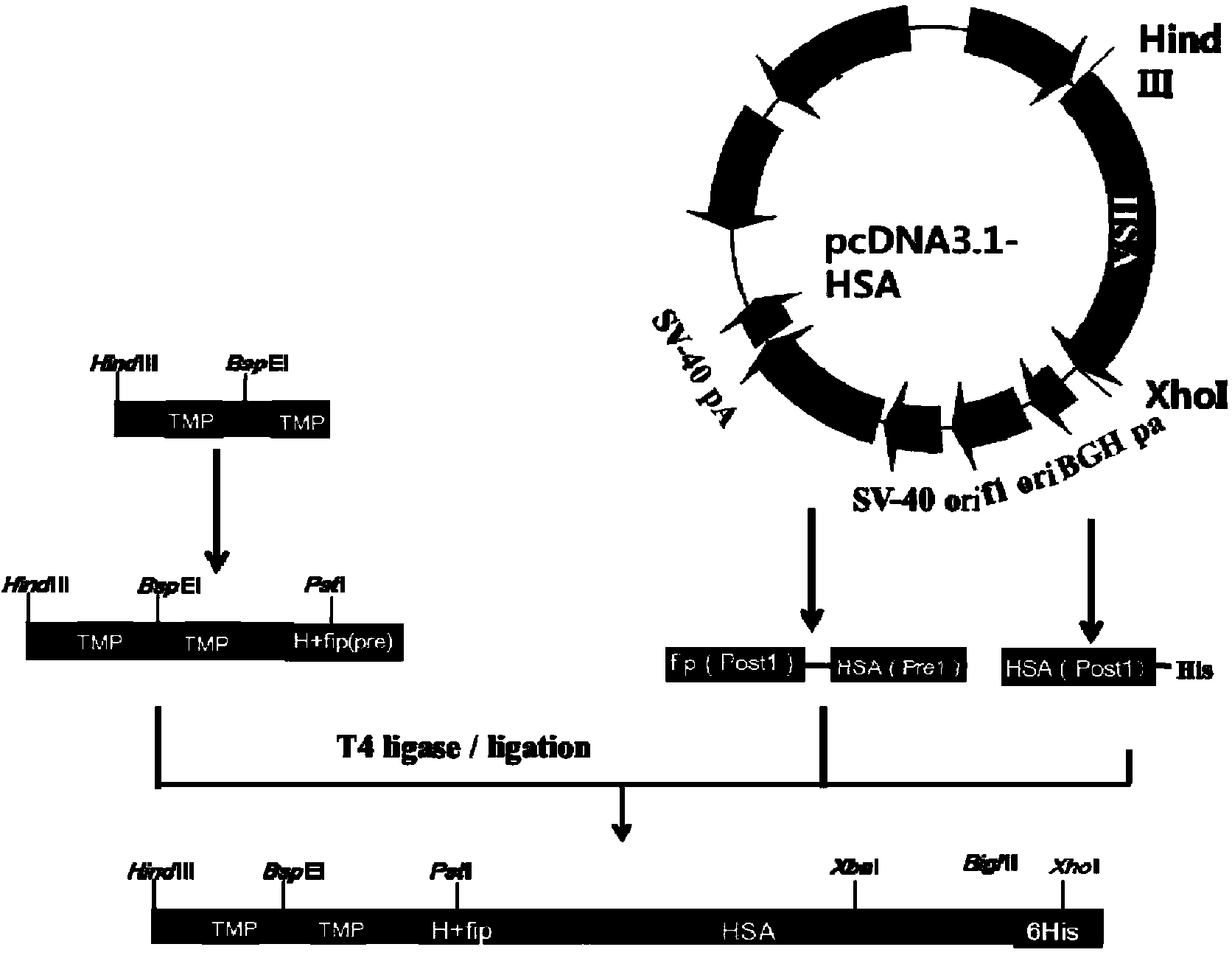 Preparation and application of dimerized fusion protein