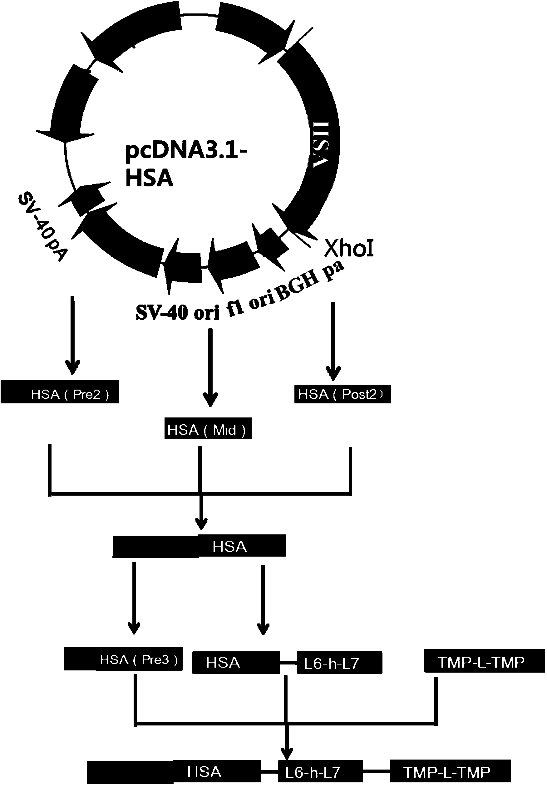 Preparation and application of dimerized fusion protein