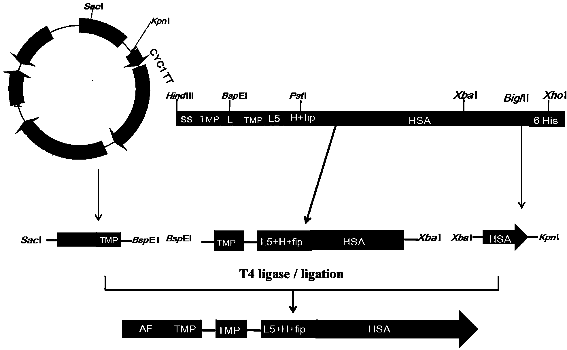 Preparation and application of dimerized fusion protein