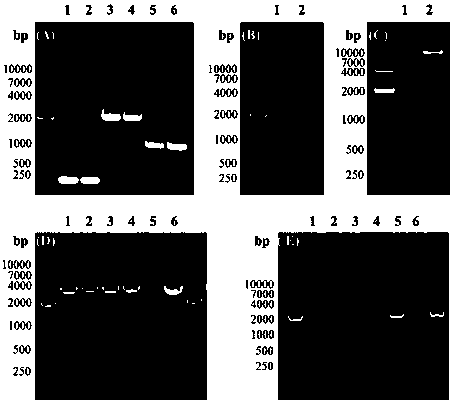 Preparation method of porphyromonas gingivalis rgpa gene knockout mutant strain