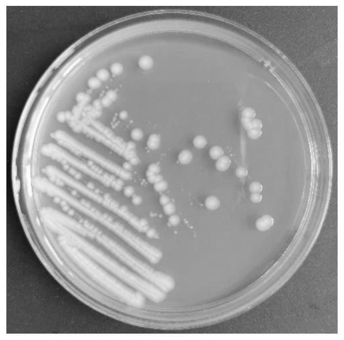 Lysinibacillus fusiformis H16 and application thereof