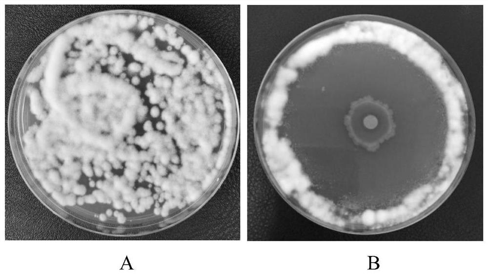 Lysinibacillus fusiformis H16 and application thereof