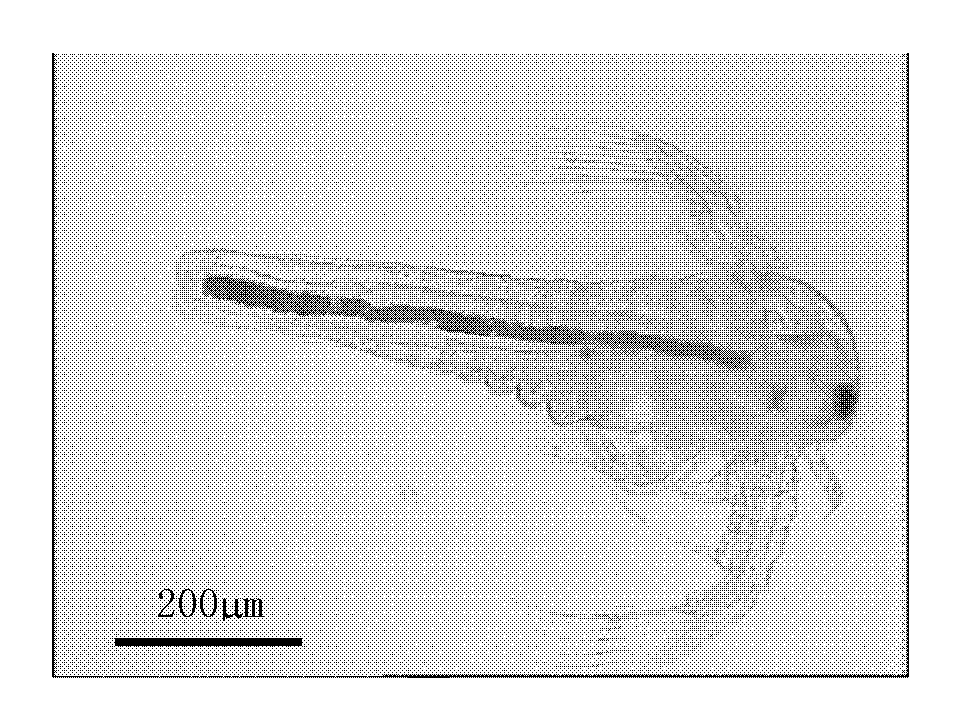 Strengthening method of poly-belt-hydroxy butyrate to larva of artemia