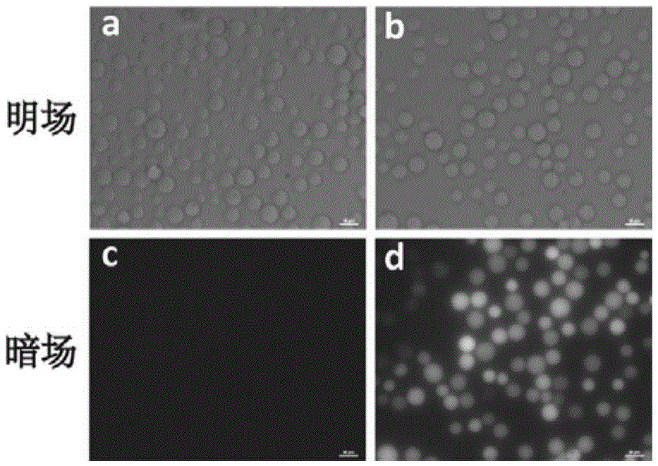 Aptamer afb1-13 of aflatoxin b1 and its application