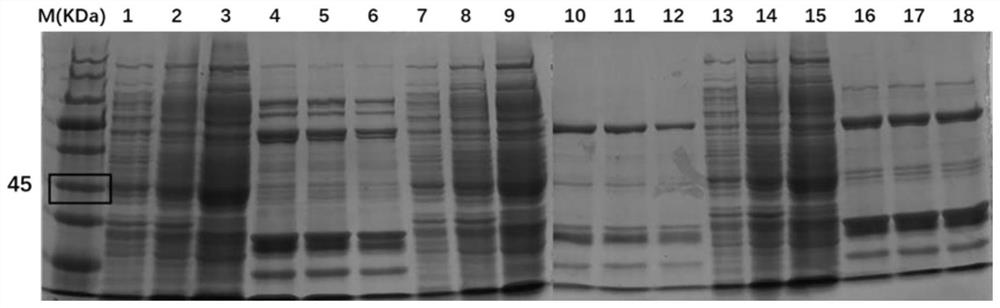 Expression and Purification of Peach Receptor-Like Protein Kinase