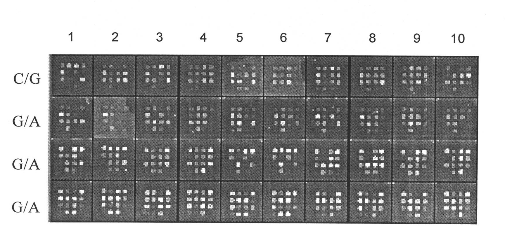 SNP composite detection system and detection method