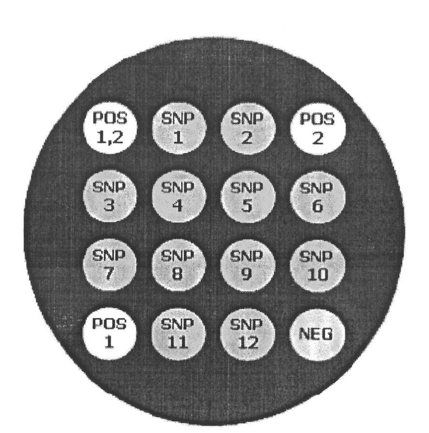 SNP composite detection system and detection method