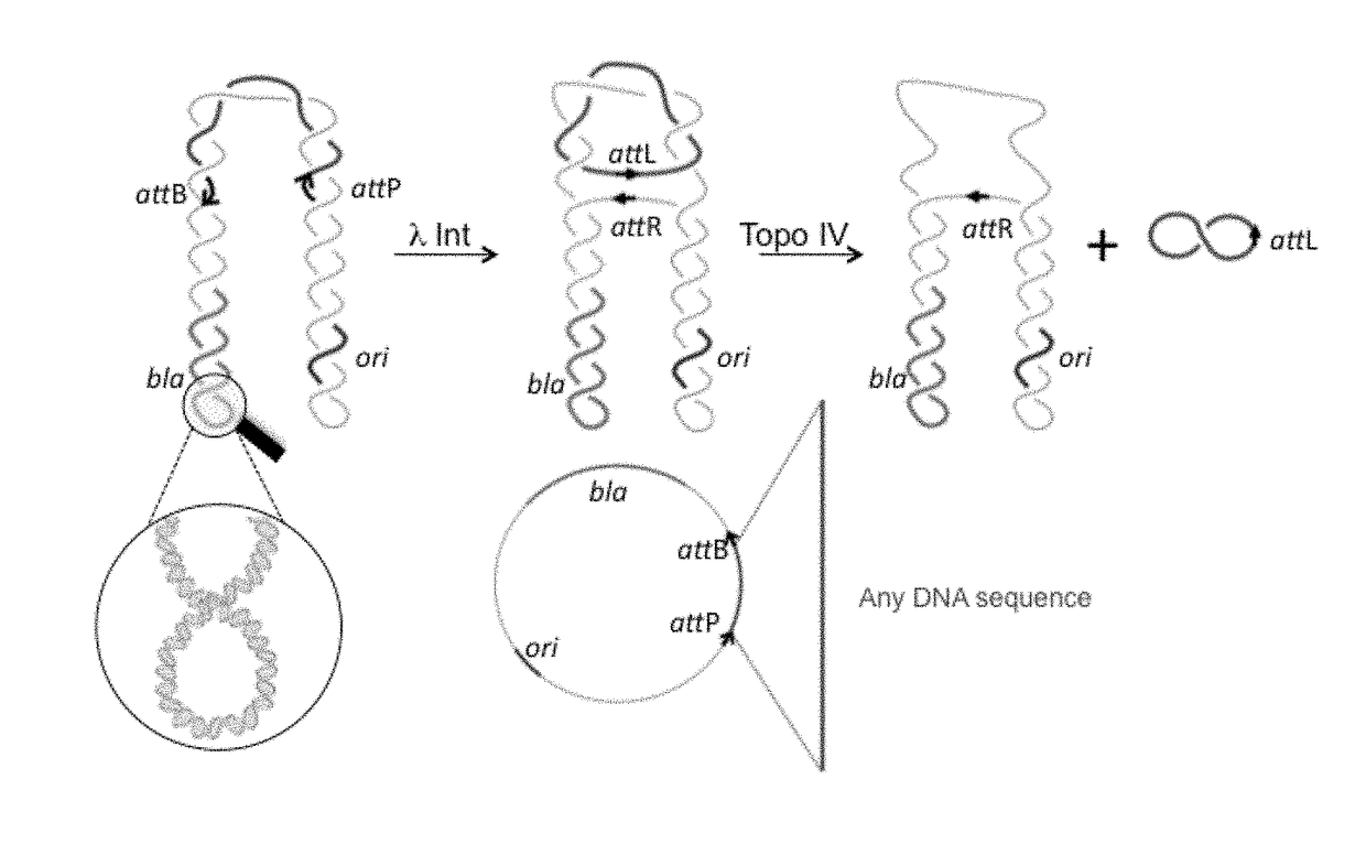 Targeting minivectors to specific tissue using shape