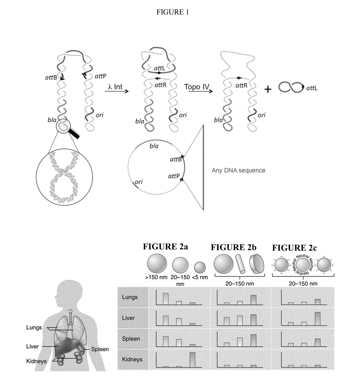 Targeting minivectors to specific tissue using shape