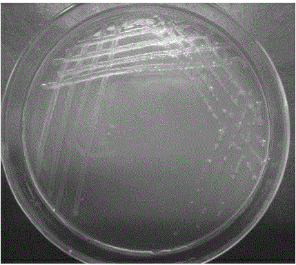 Rice endophyte (Pantoea sp. Sd-1) for efficiently degrading lignin