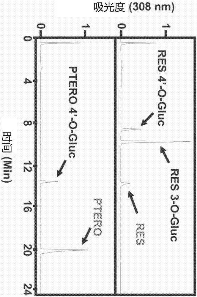 Topical pterostilbene compositions for use in treating UV-induced loss of barrier function in skin