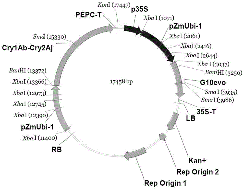 Corn transformation event 'double resistance 12-5' and specificity identification method thereof