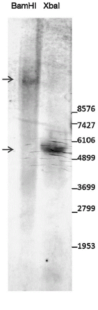 Corn transformation event 'double resistance 12-5' and specificity identification method thereof