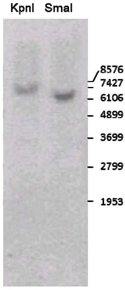 Corn transformation event 'double resistance 12-5' and specificity identification method thereof